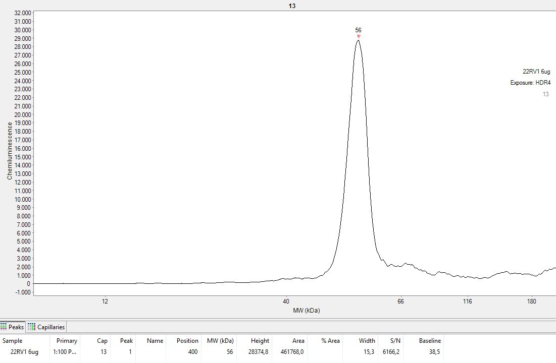 Human/Mouse/Rat PTEN Antibody AF847